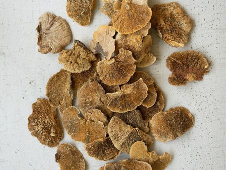 Dried Sponge Mushrooms For Cheap