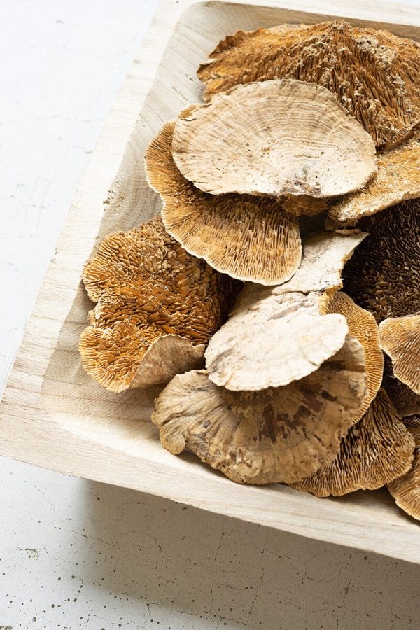 Dried Sponge Mushrooms For Cheap