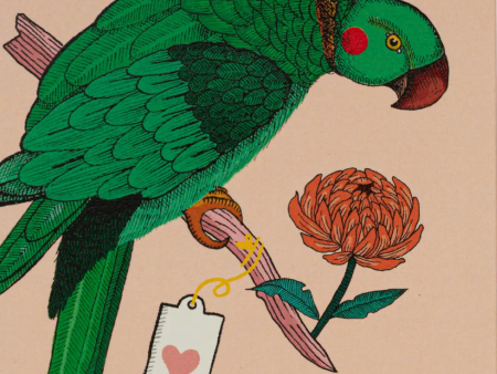 Ariane Parrot Matchbox Fashion