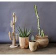 Paulownia Wood Planters, Set of 2 Online now